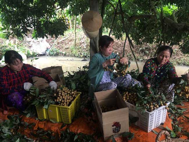 TP.HCM liên kết Đồng bằng sông Cửu Long xây chuỗi nông sản